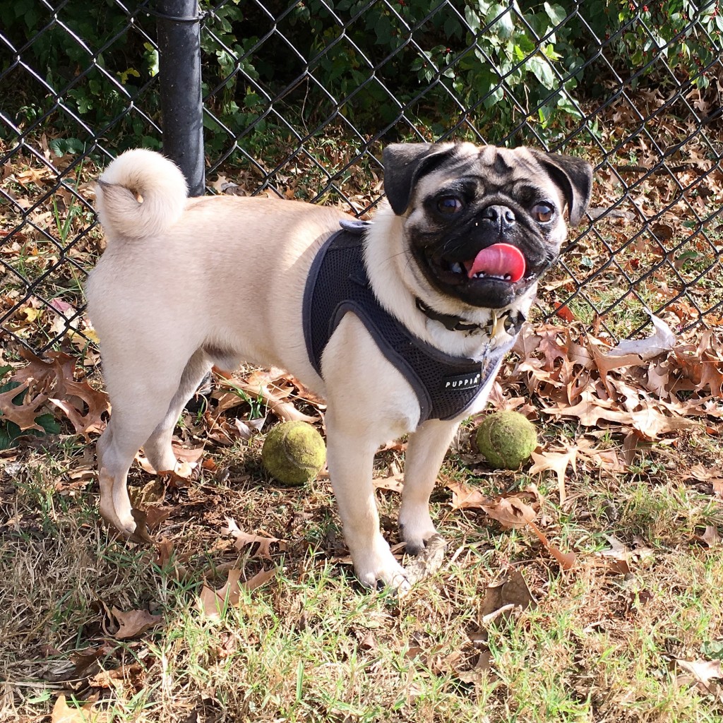 baxter-dog-park